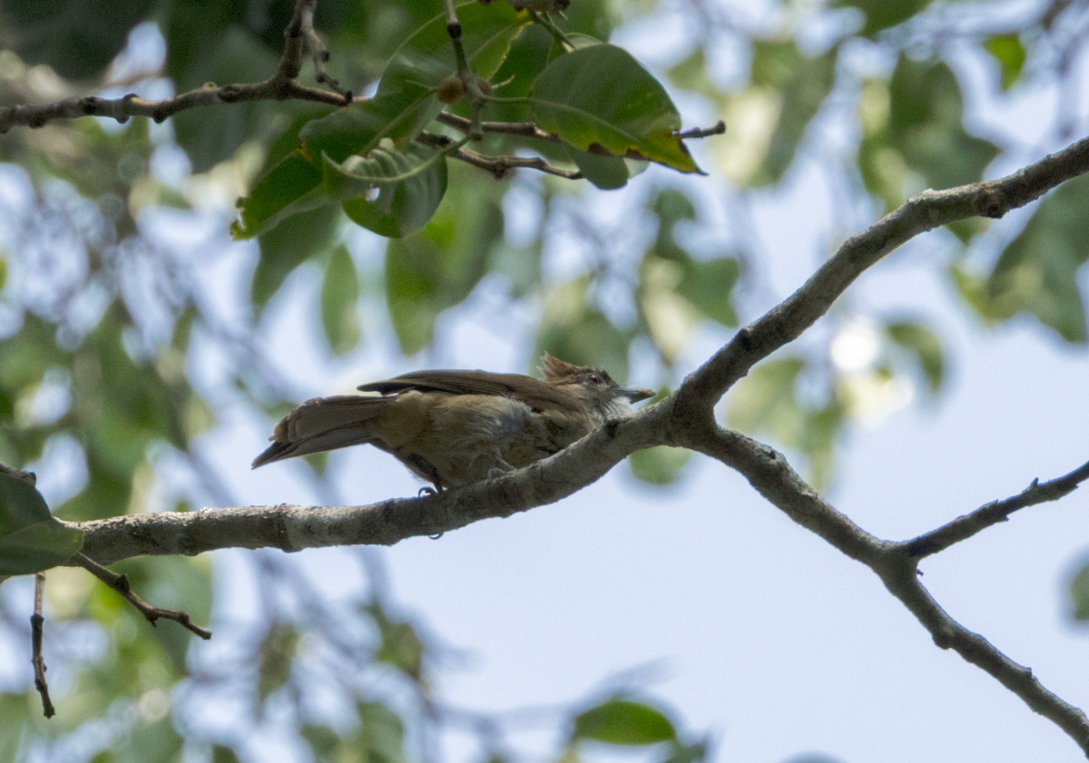 bird sp. - ML637468487