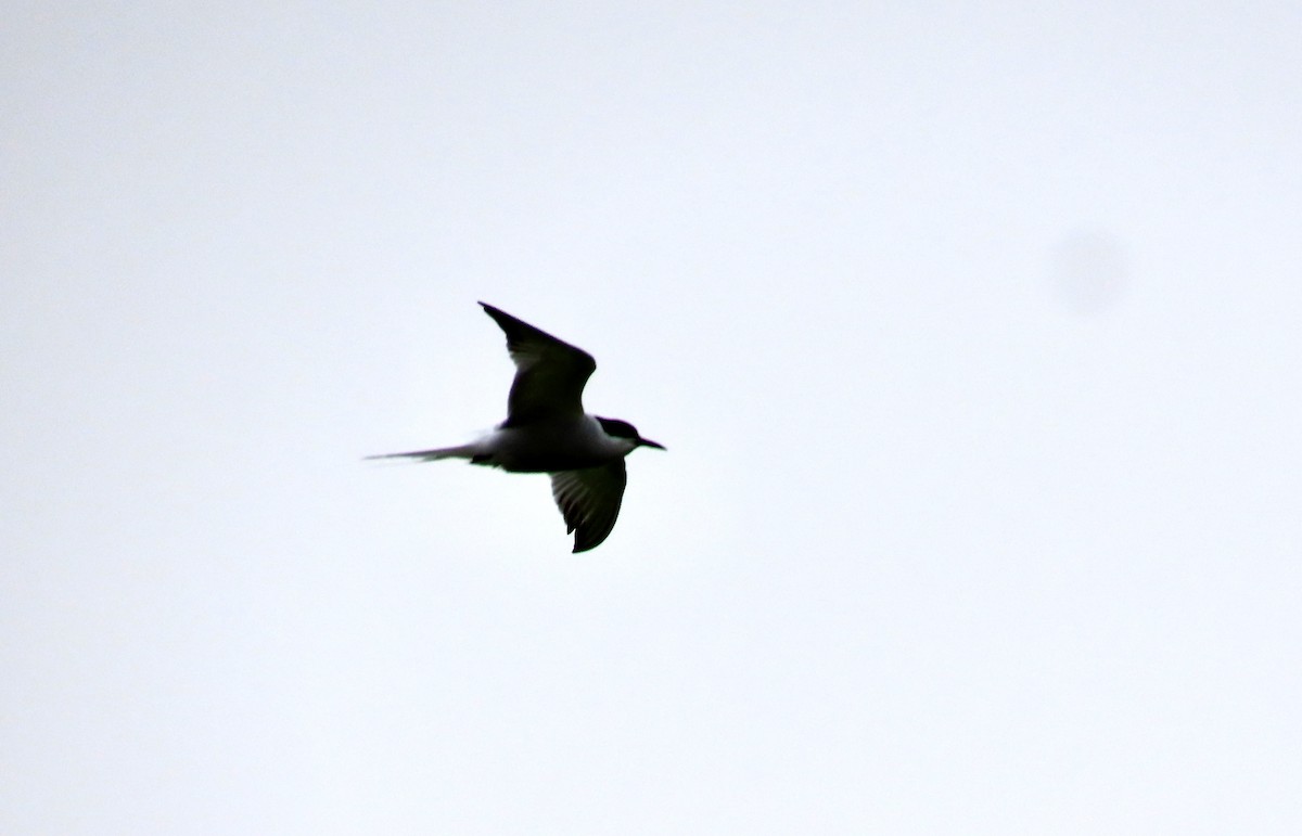 Sumru (longipennis) - ML637468512