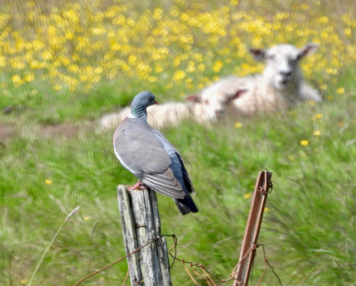 Ойн тагтаа - ML637468538