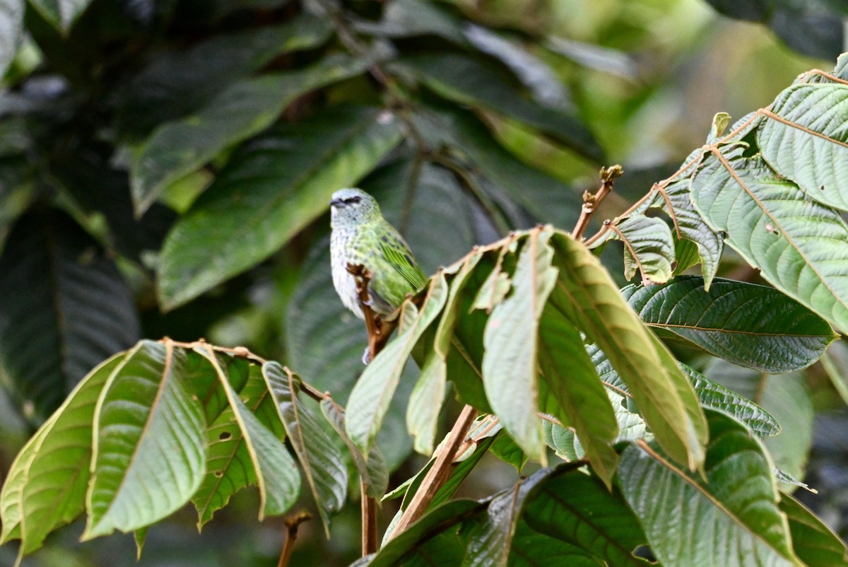 Spotted Tanager - ML637468545