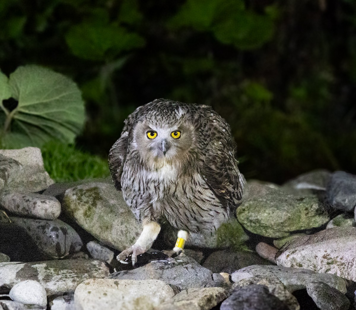 Blakiston's Fish-Owl (blakistoni) - ML637468551