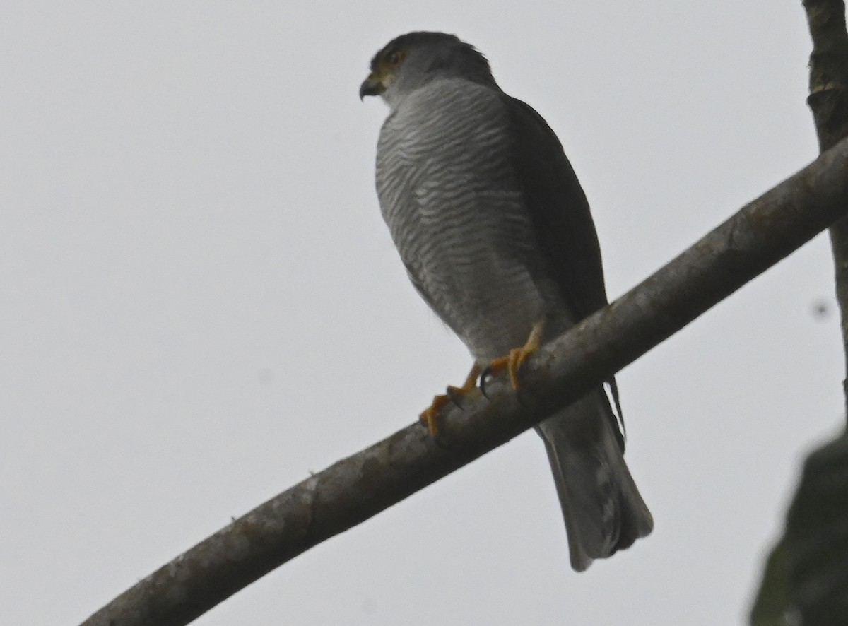 Tiny Hawk - ML637468571