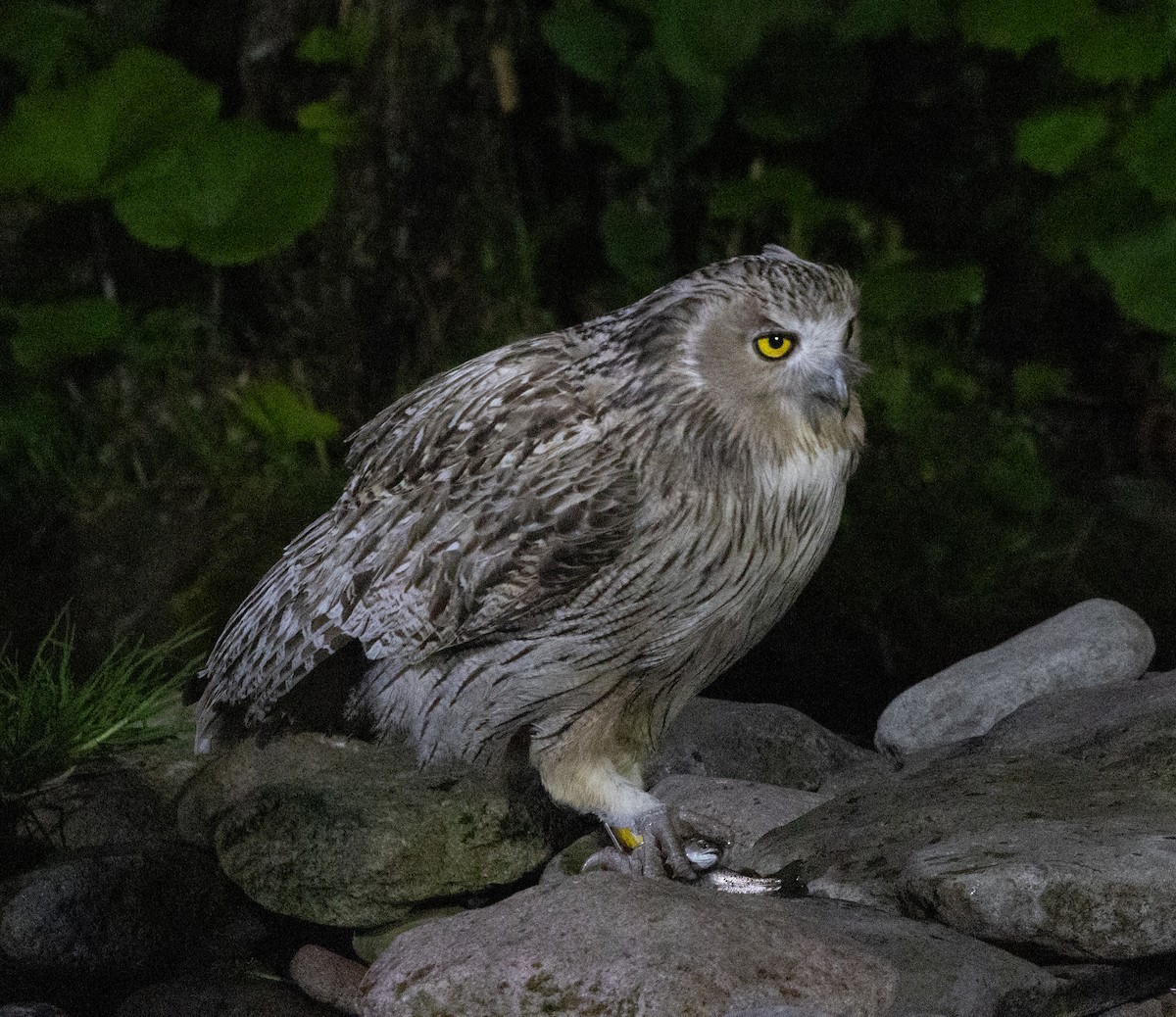 Blakiston's Fish-Owl (blakistoni) - ML637468578
