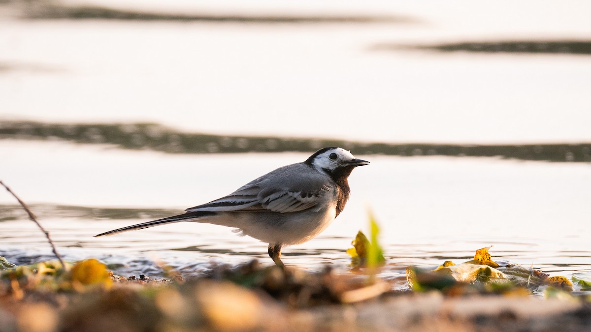 White Wagtail - ML637468608