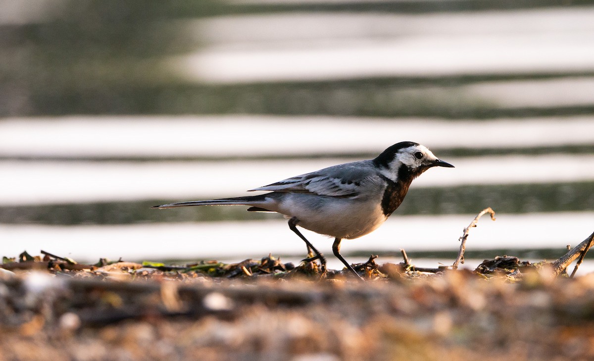 White Wagtail - ML637468609