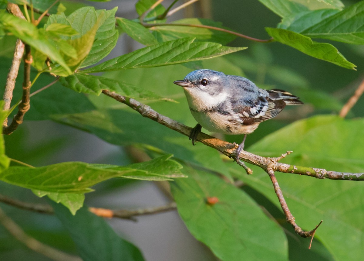 Paruline azurée - ML637468614