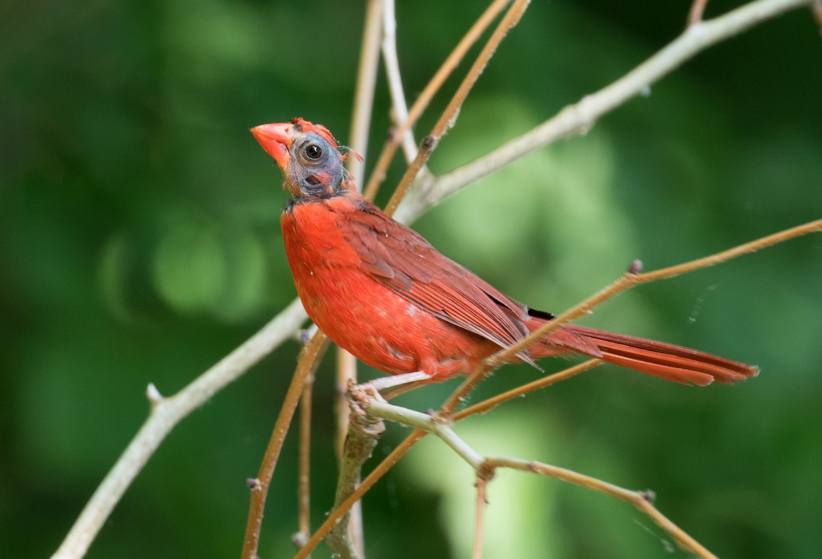 Cardinal rouge - ML637468621