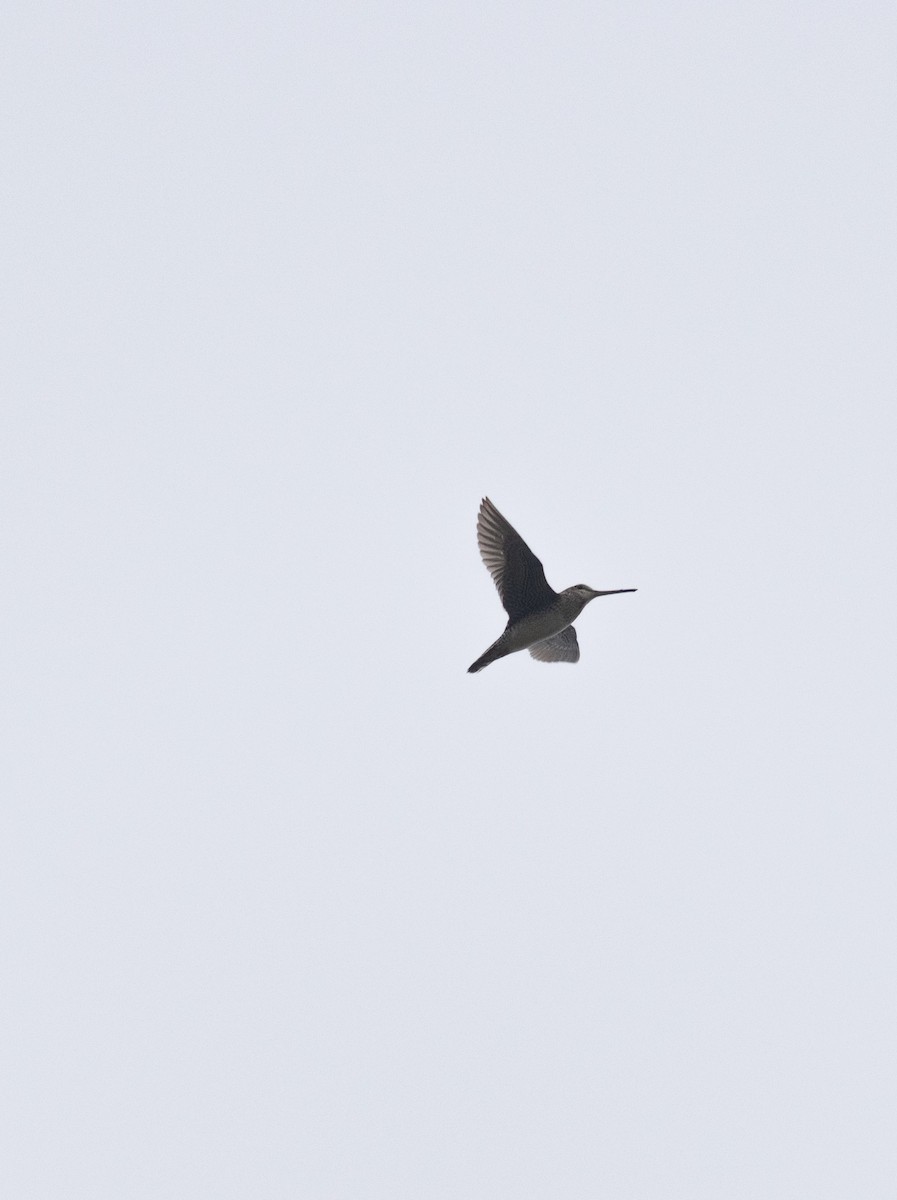 Latham's Snipe - ML637468708