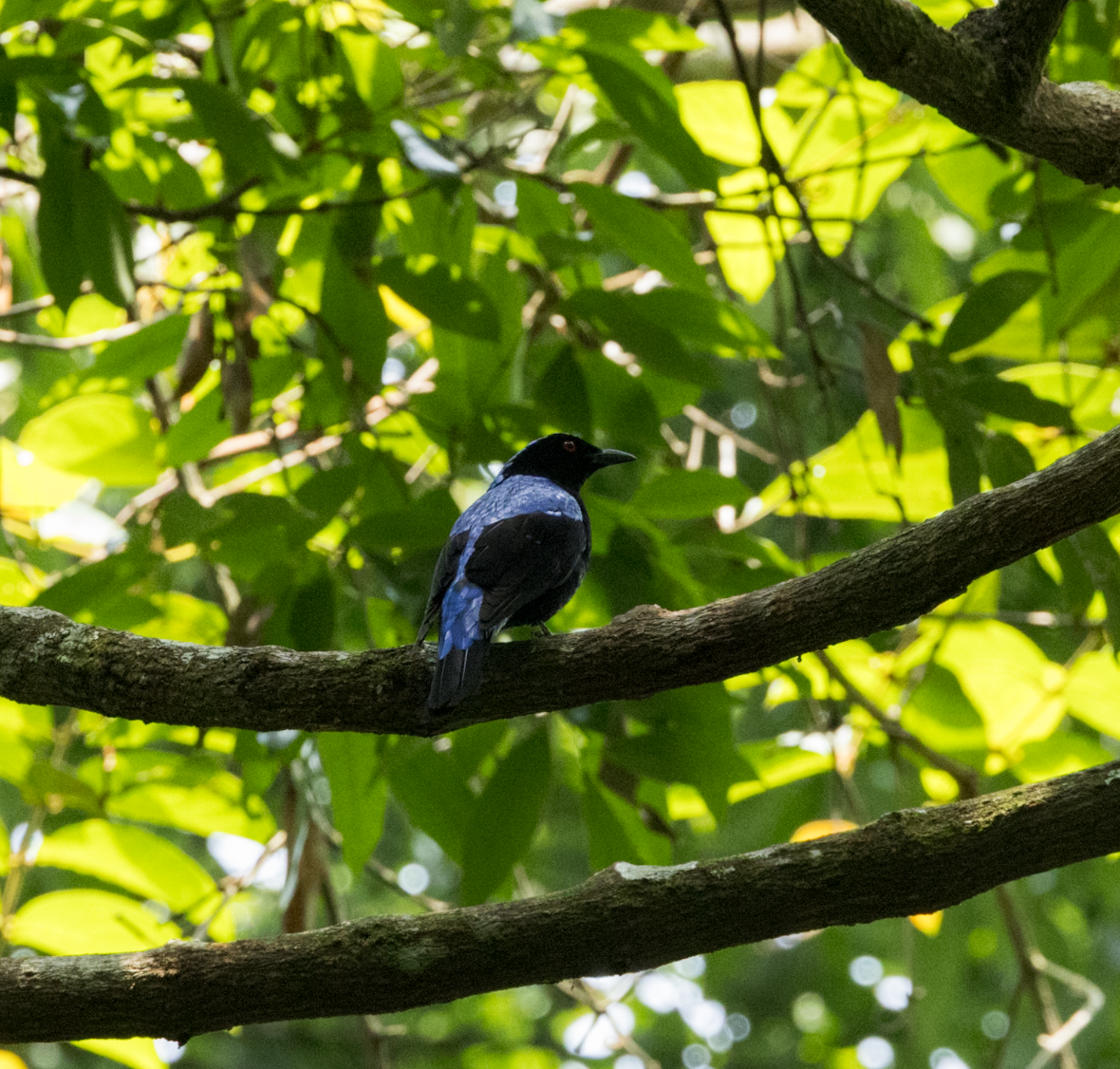 Asian Fairy-bluebird - ML637468732