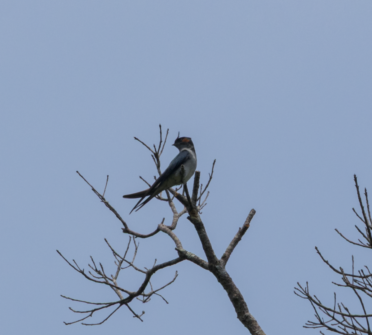 bird sp. - ML637468733