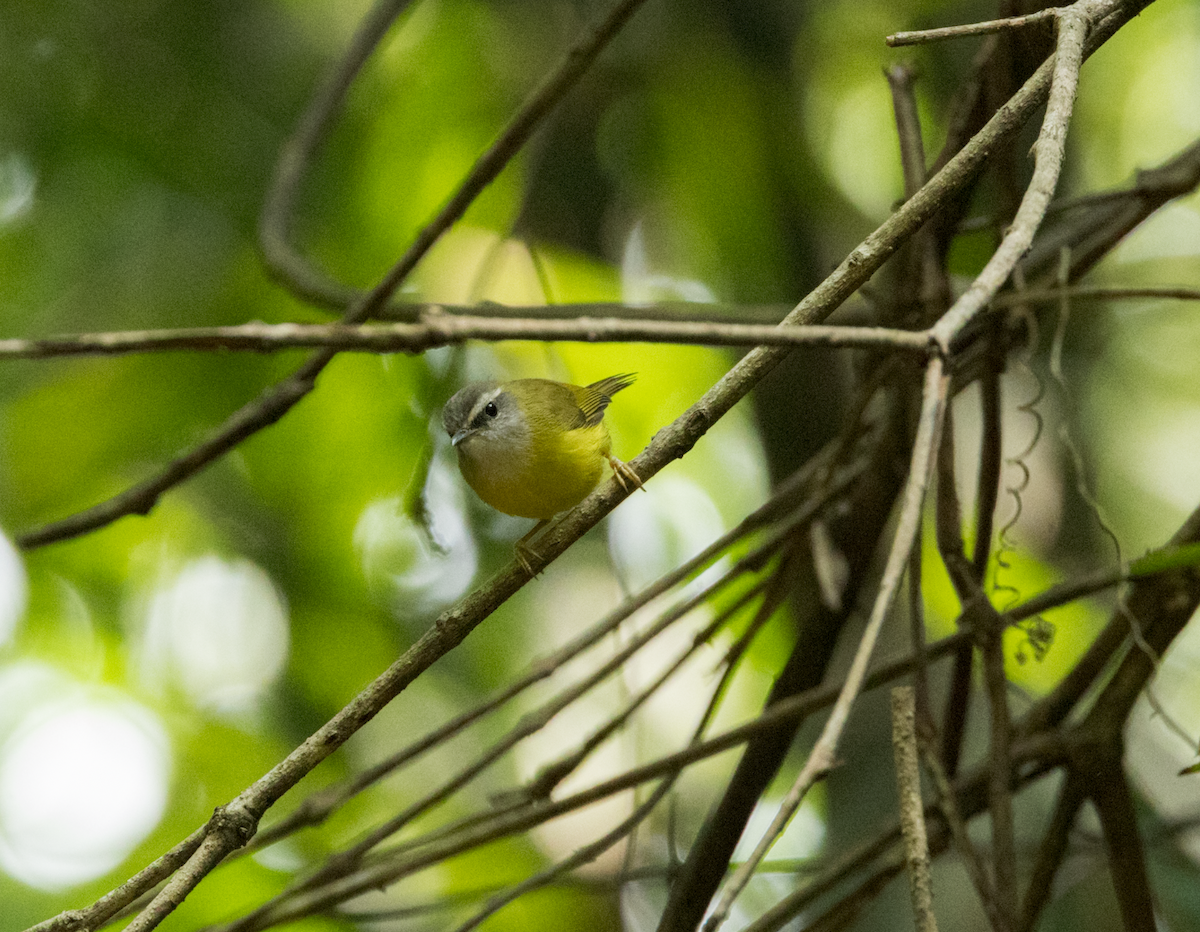 Yellow-bellied Warbler - ML637468734