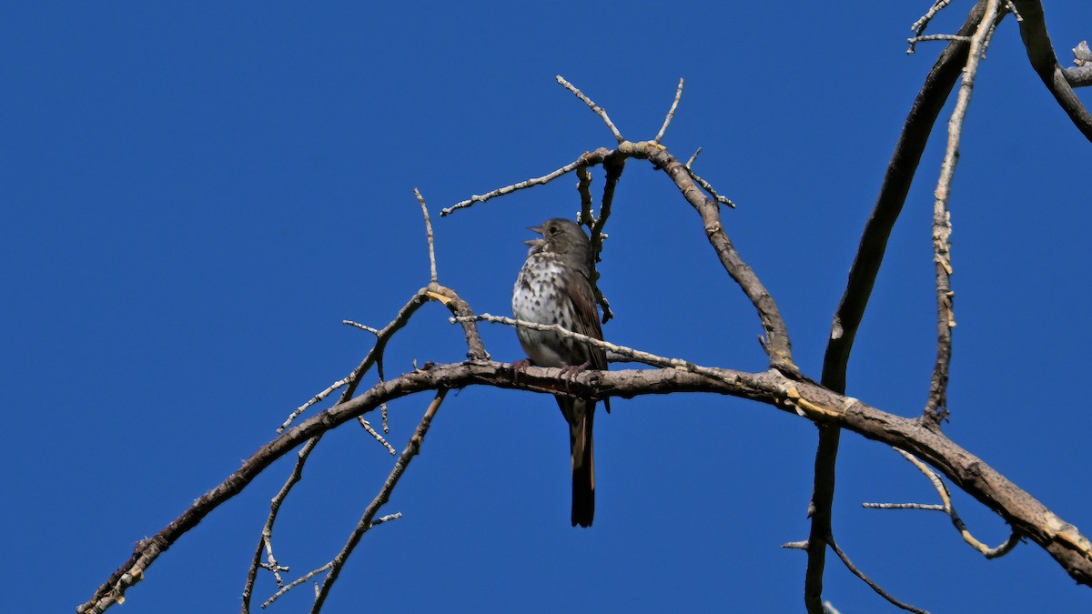 Fox Sparrow - ML637468781