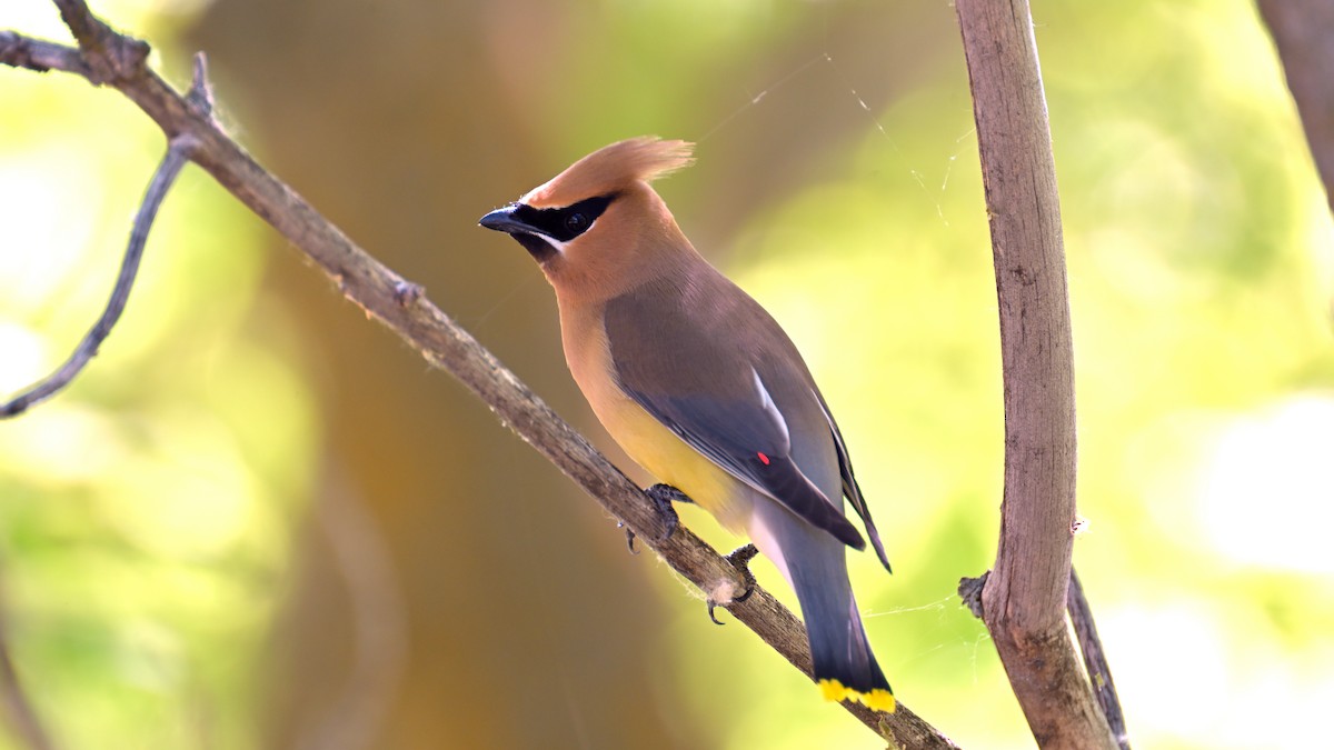 Cedar Waxwing - ML637468795