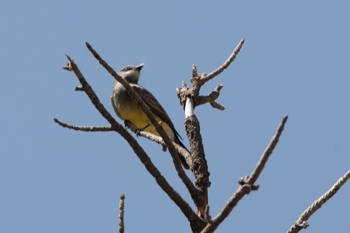 Cassin's Kingbird - ML637468807
