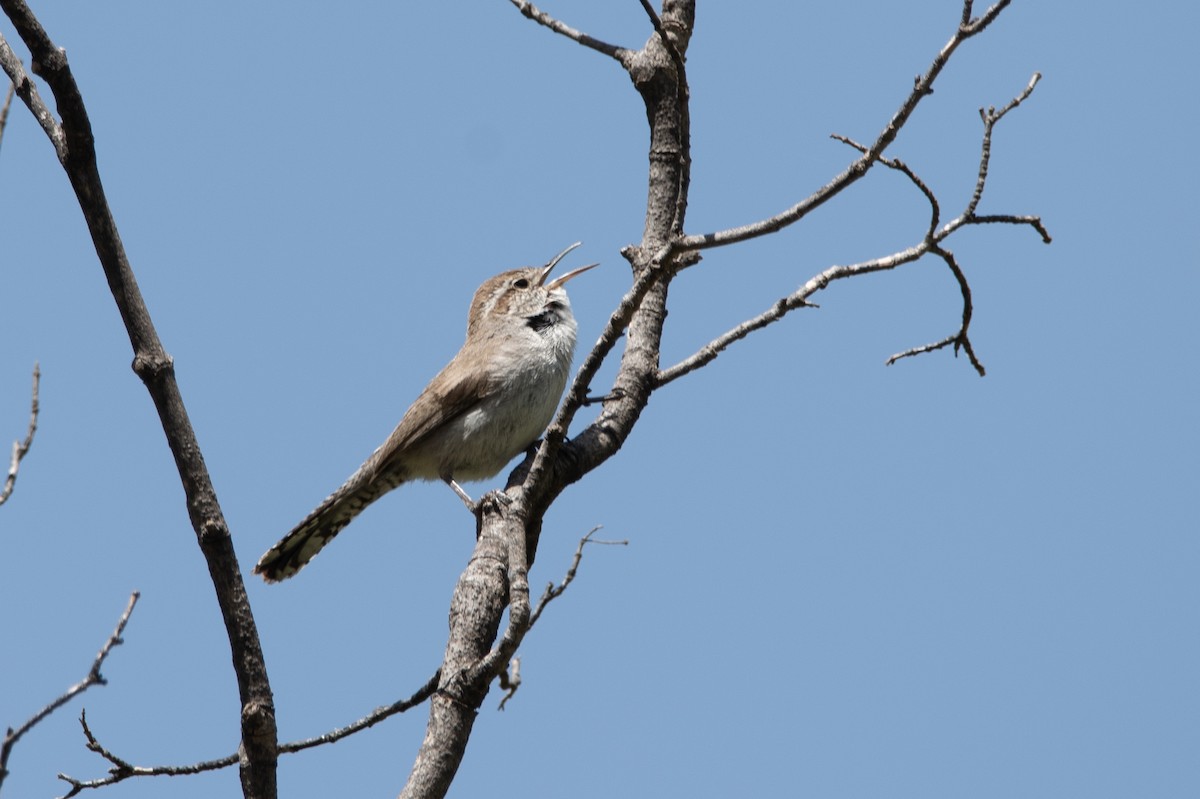 Bewick's Wren - ML637468809