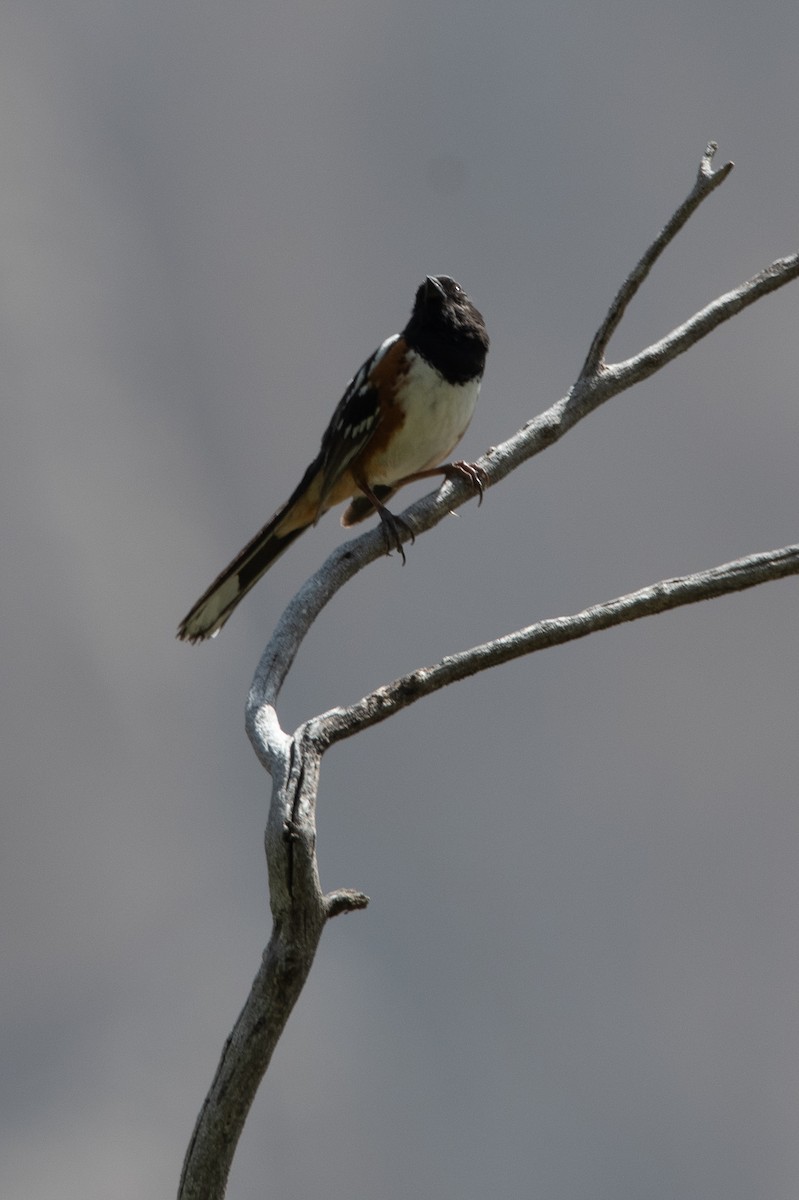 Spotted Towhee - ML637468812