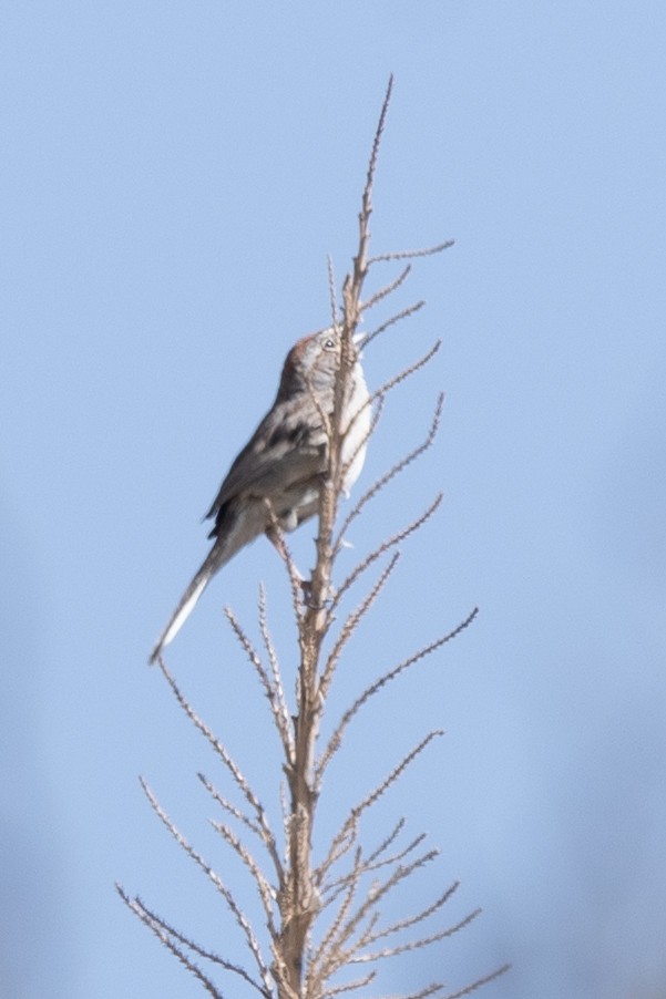 Rufous-crowned Sparrow - ML637468820