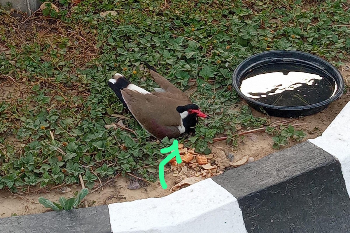 Red-wattled Lapwing - ML637468849