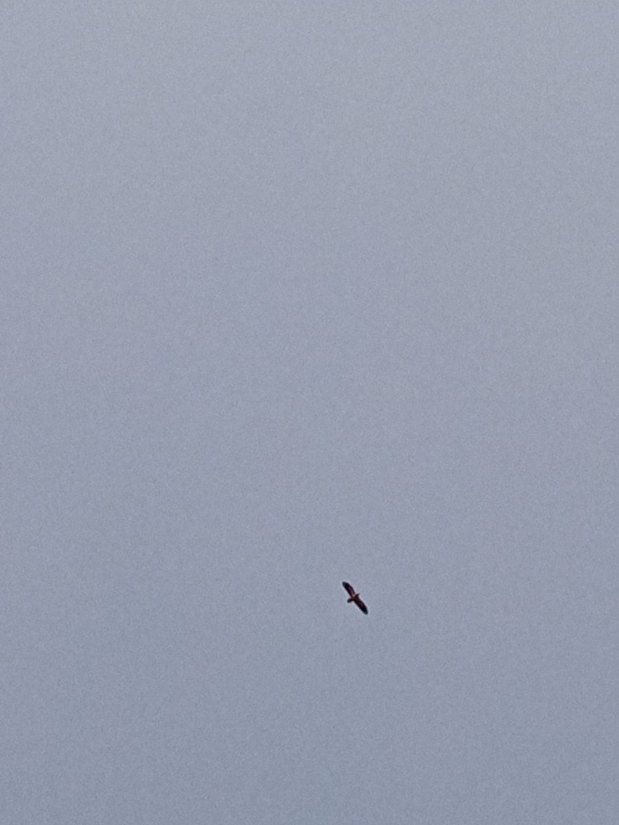 Egyptian Vulture - ML637468868