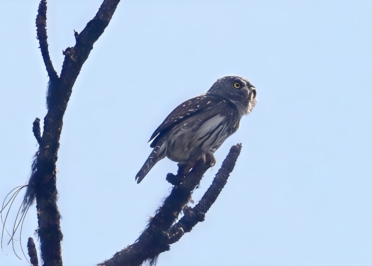 Northern Pygmy-Owl - ML637468944