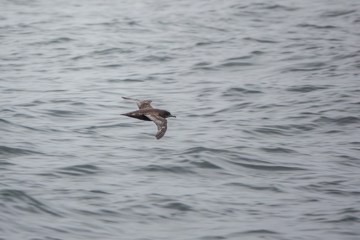 Sooty Shearwater - ML637469033