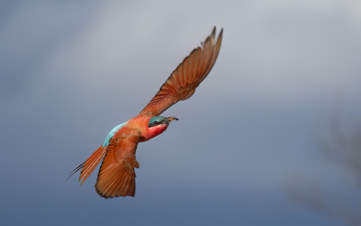 Southern Carmine Bee-eater - ML637469058