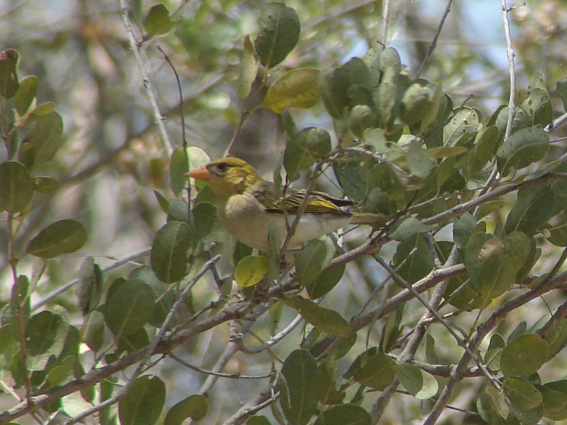 Red-headed Weaver - ML637469065