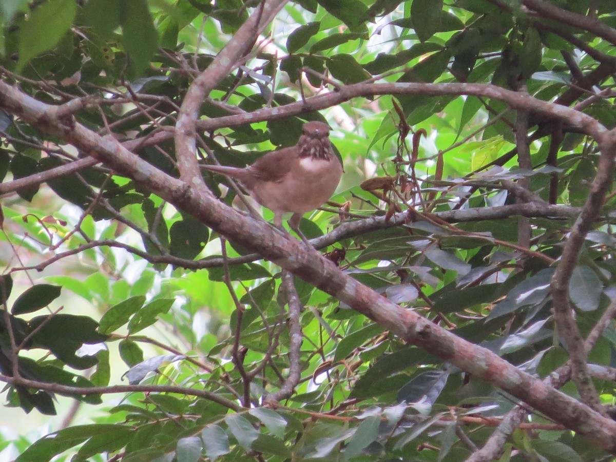 White-throated Thrush - ML637469071