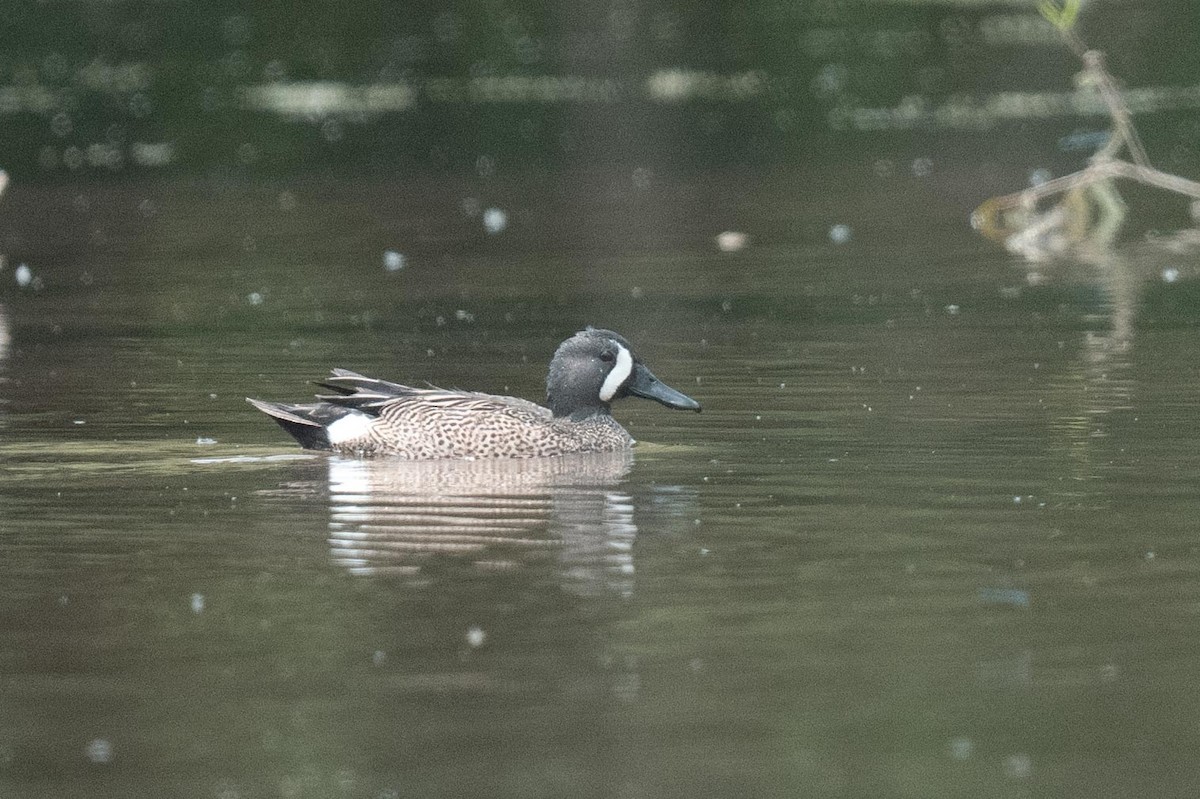 Blue-winged Teal - ML637469097