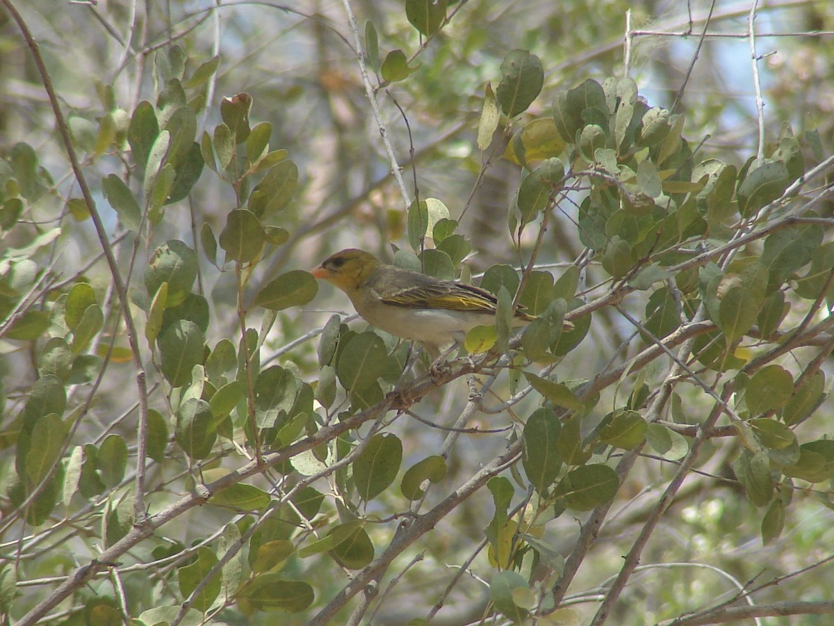 Red-headed Weaver - ML637469109