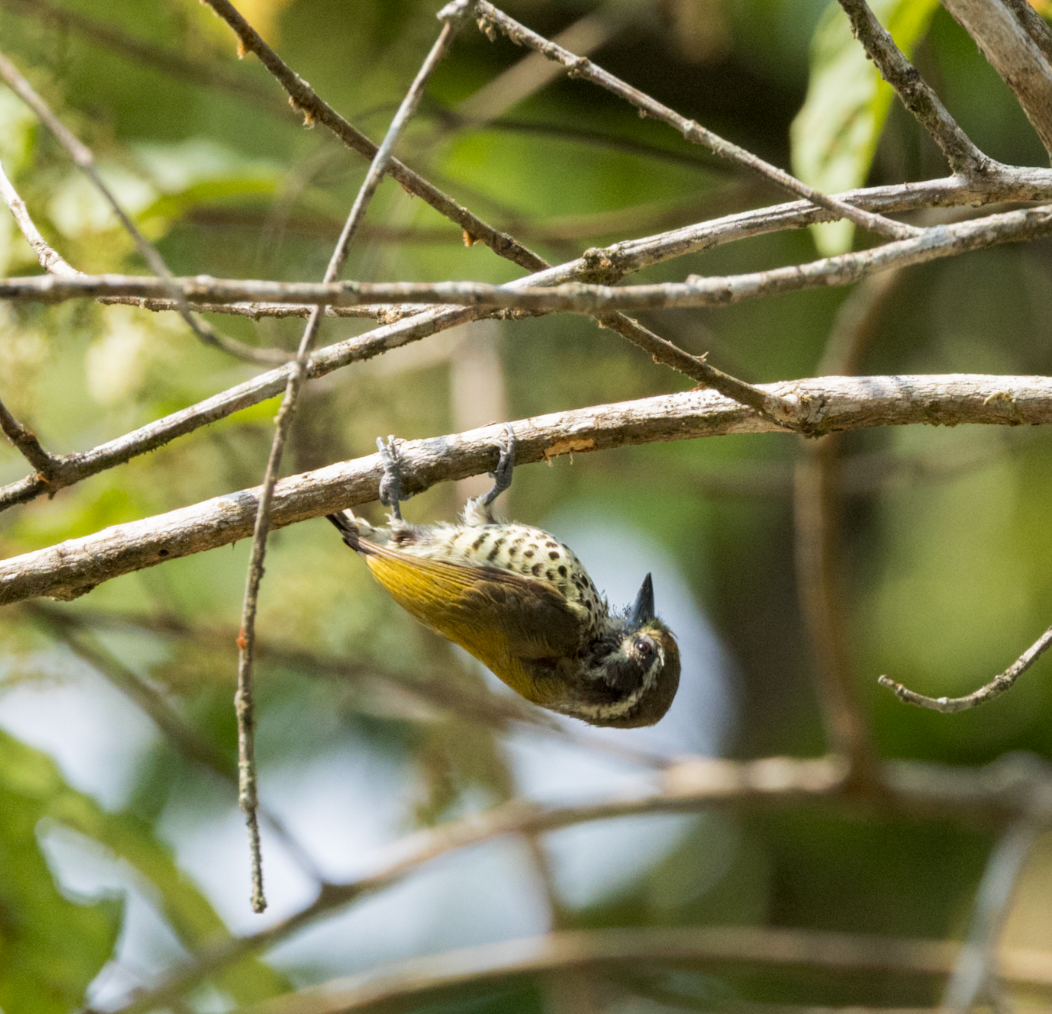 Speckled Piculet - ML637469131