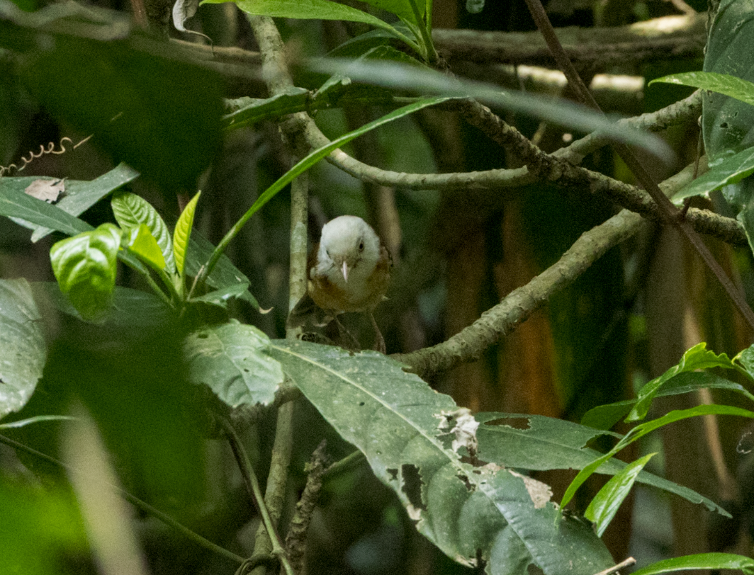 Collared Babbler - ML637469132