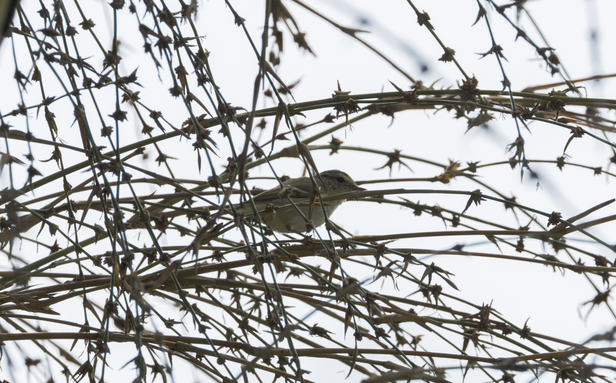 bird sp. - ML637469133