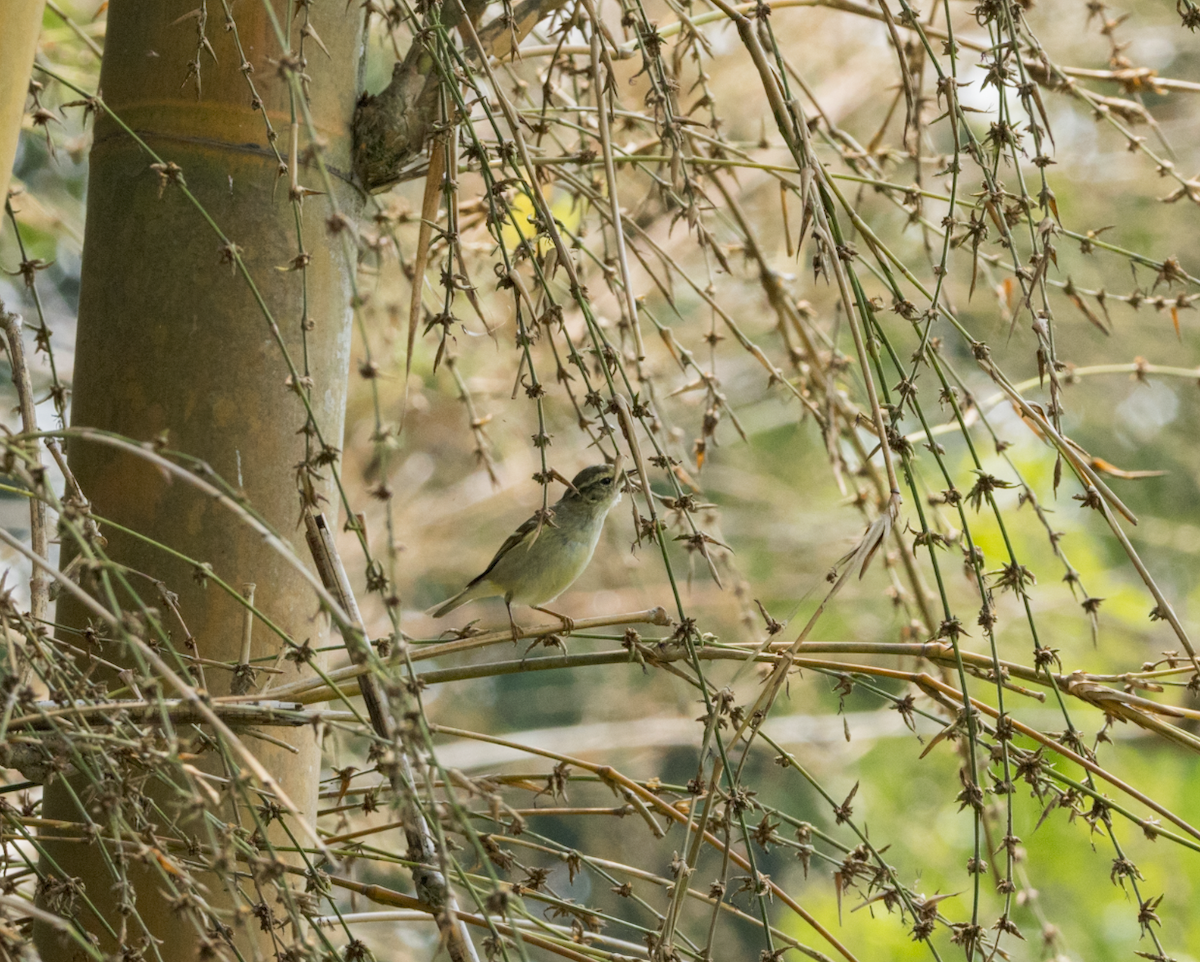 Yellow-browed Warbler - ML637469134