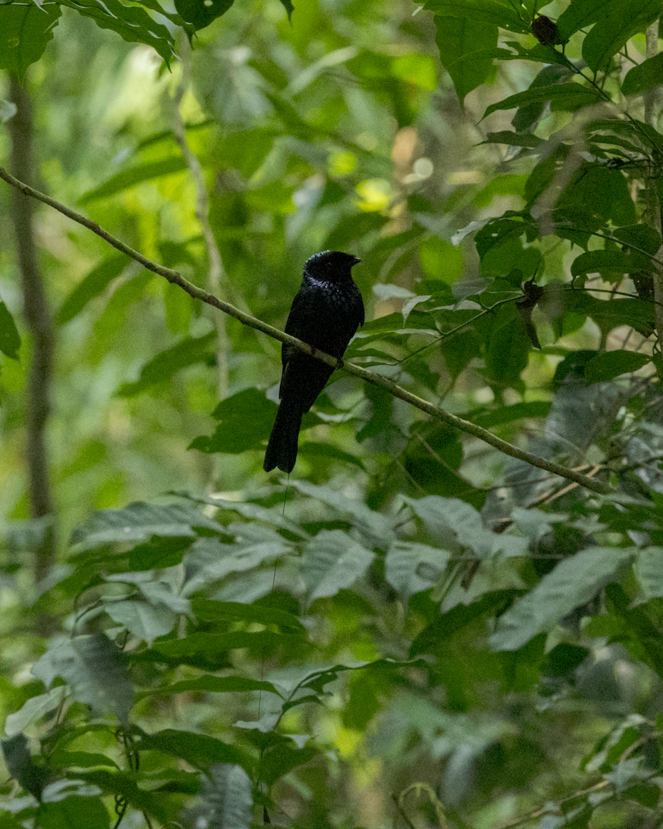 Lesser Racket-tailed Drongo - ML637469135