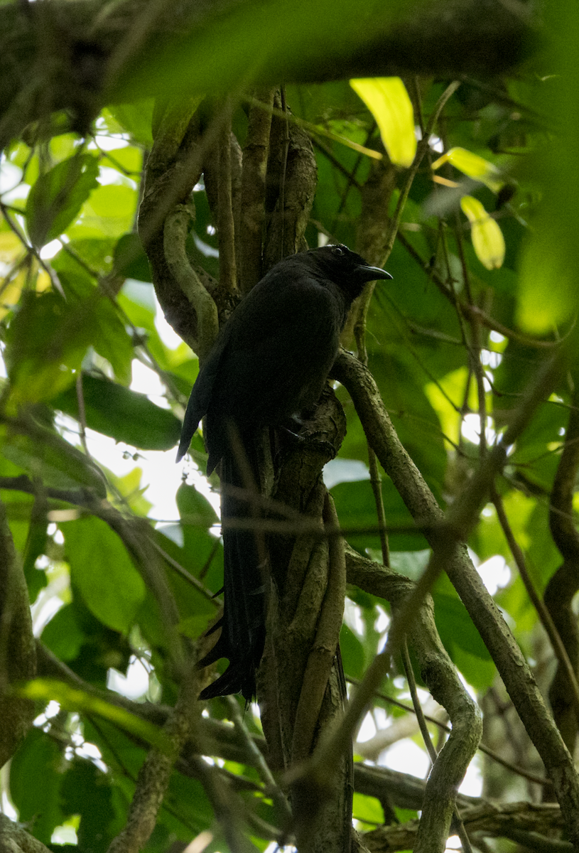 Ratchet-tailed Treepie - ML637469136