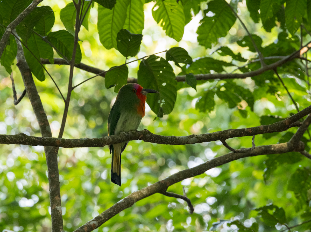 Red-bearded Bee-eater - ML637469137