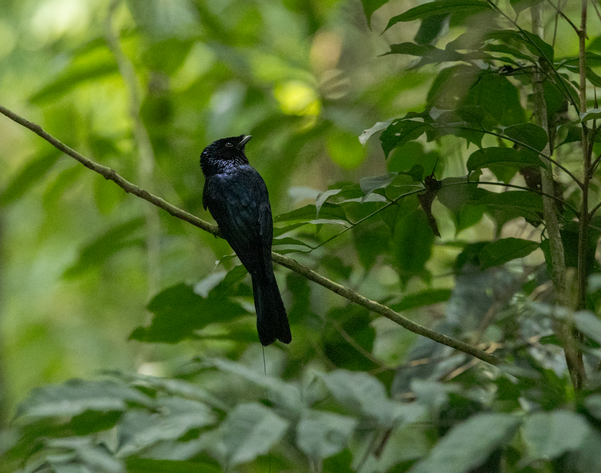 Lesser Racket-tailed Drongo - ML637469138