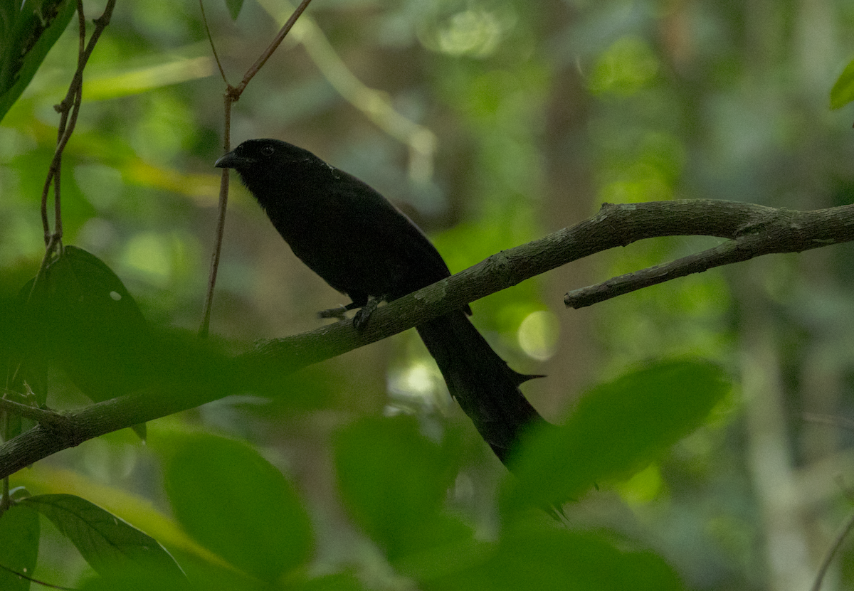 Ratchet-tailed Treepie - ML637469139