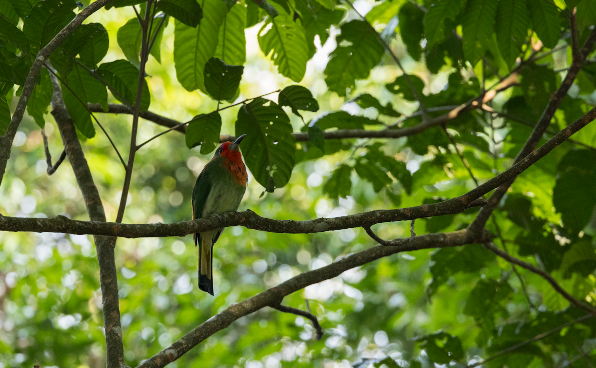Red-bearded Bee-eater - ML637469140