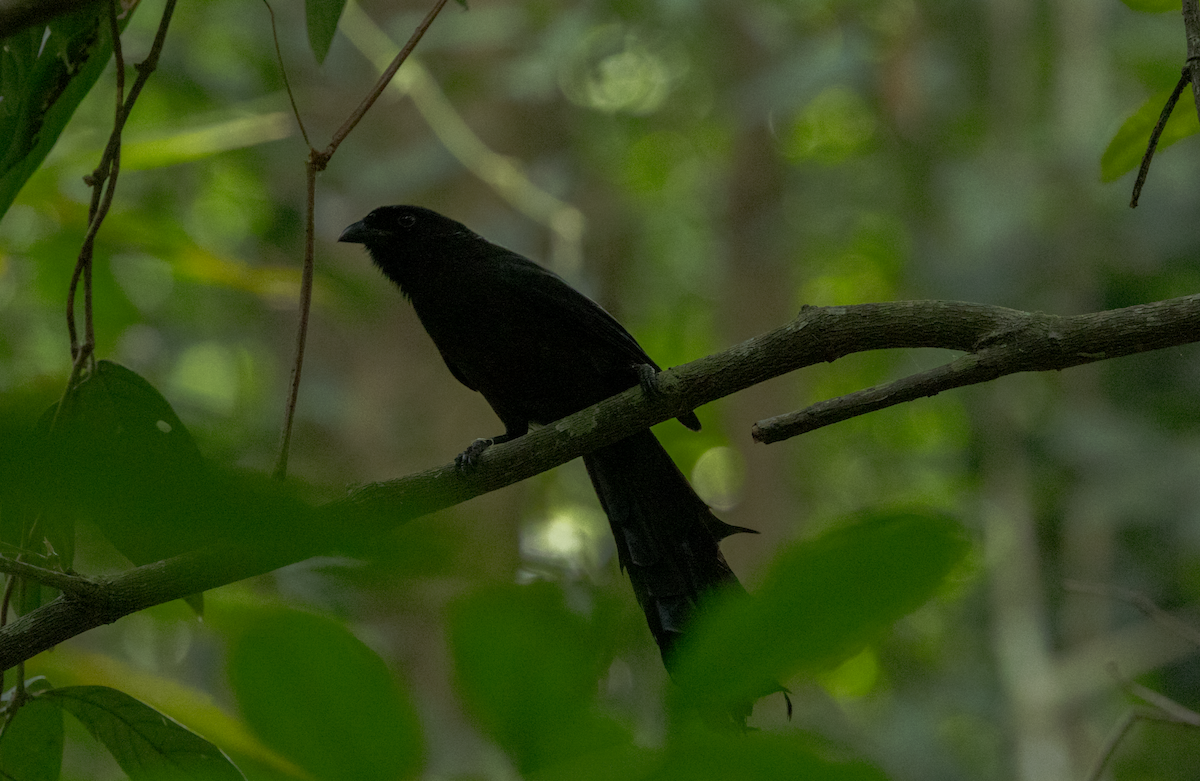 Ratchet-tailed Treepie - ML637469141