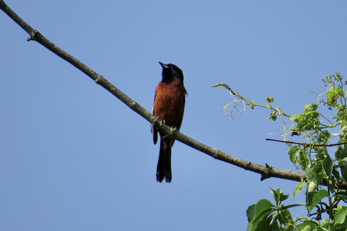 Orchard Oriole - ML637469219