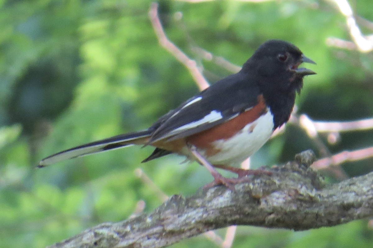 Eastern Towhee - ML637469227