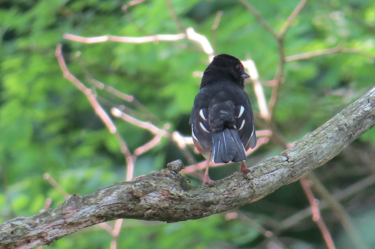 Eastern Towhee - ML637469228