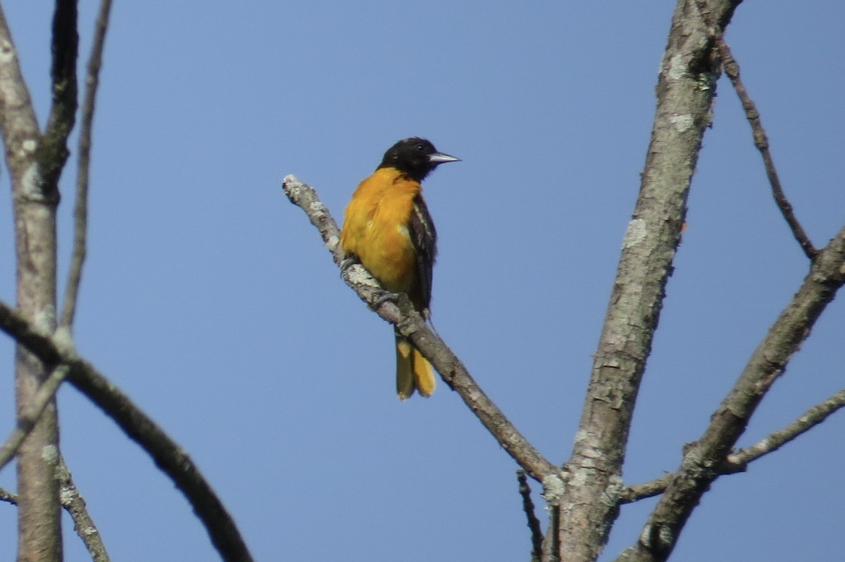 Baltimore Oriole - ML637469248