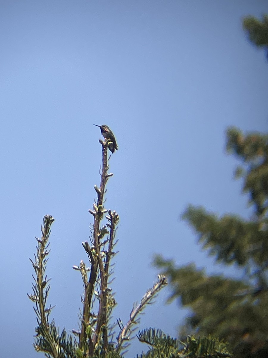 Calliope Hummingbird - ML637469274