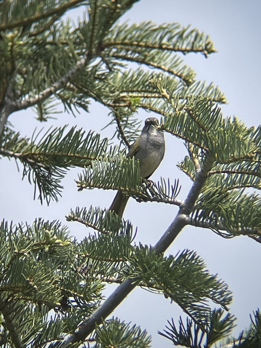 Green-tailed Towhee - ML637469326