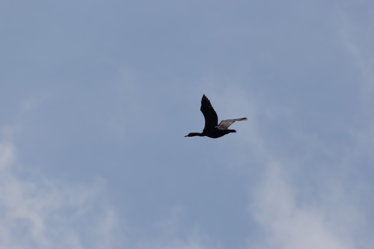 Pelagic Cormorant - ML637469338