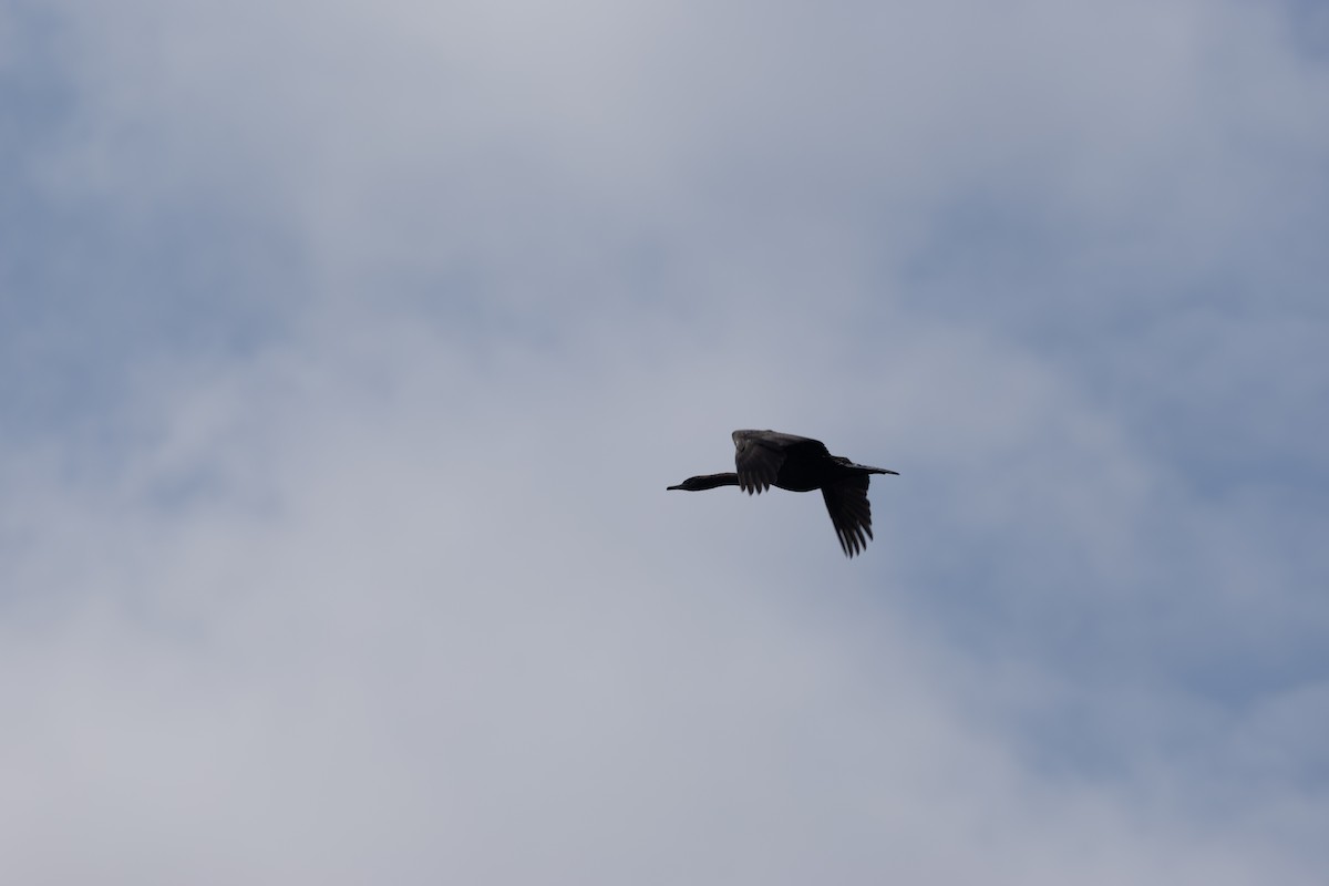 Pelagic Cormorant - ML637469339