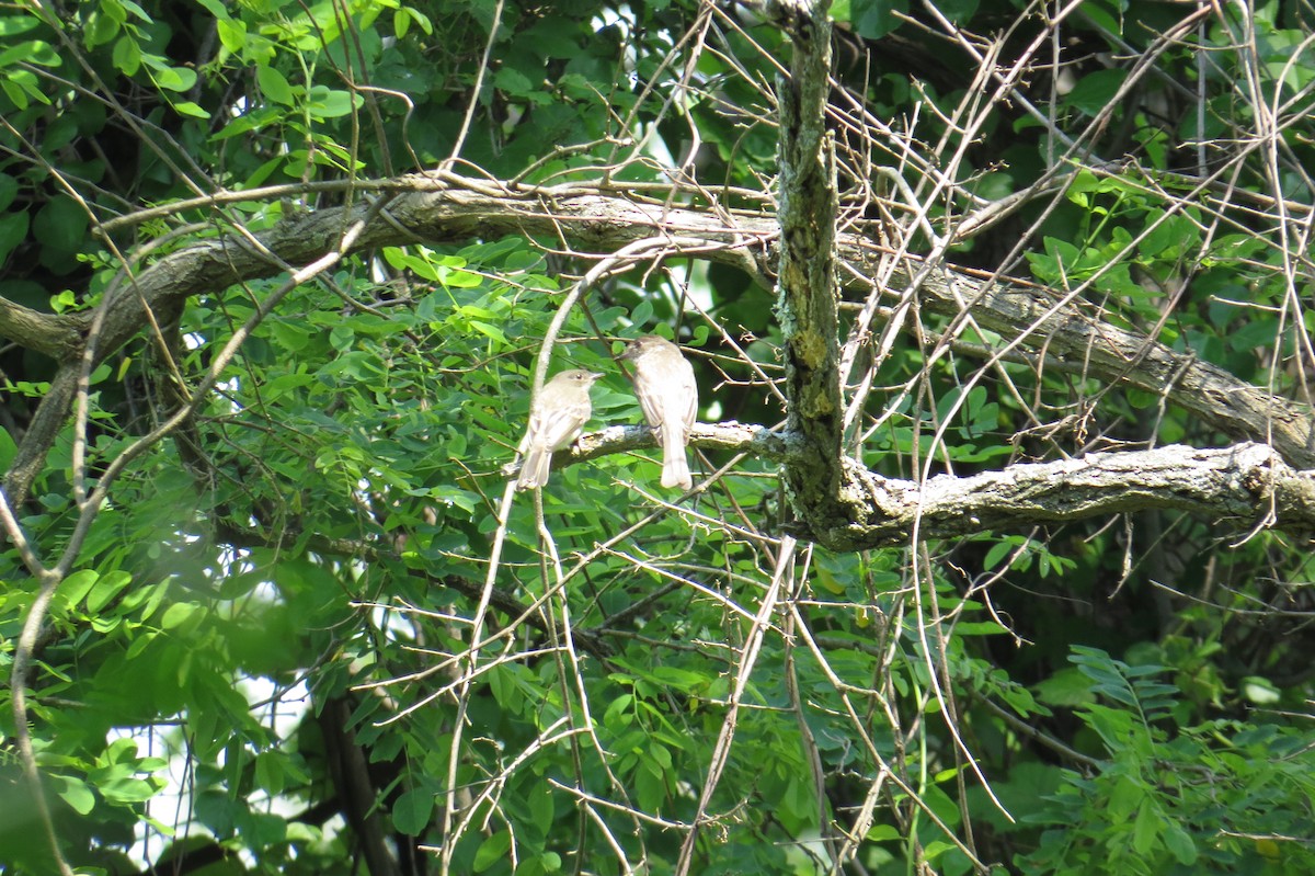 Eastern Phoebe - ML637469341